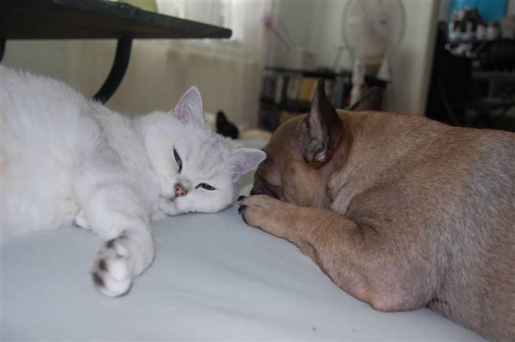 Fransk bulldog Effie - Søster kærlighed, hvis nogen skulle være i tvivl! billede 7