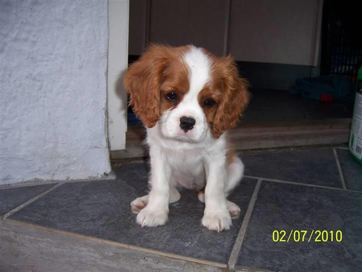 Cavalier king charles spaniel Fine billede 1
