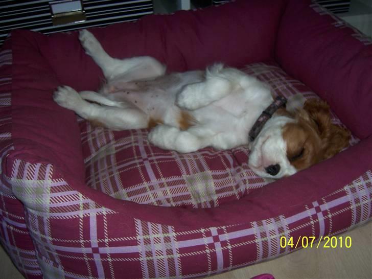 Cavalier king charles spaniel Fine billede 2