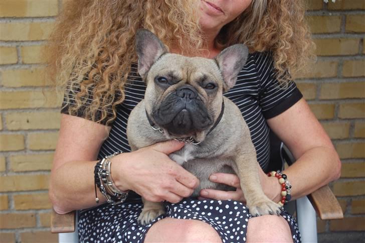 Fransk bulldog Effie - Uhmmmm.. Nuuusniiing.. billede 8