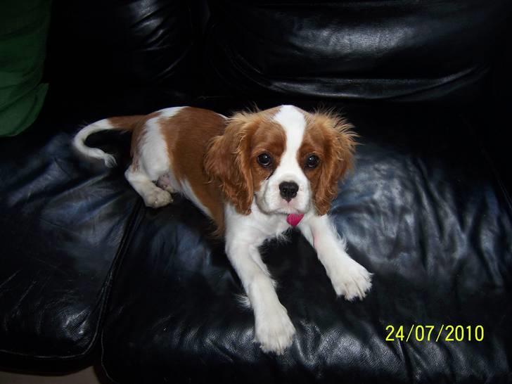 Cavalier king charles spaniel Fine billede 3