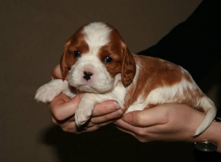 Cavalier king charles spaniel Fine billede 4
