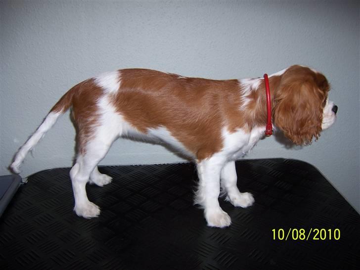 Cavalier king charles spaniel Fine billede 5