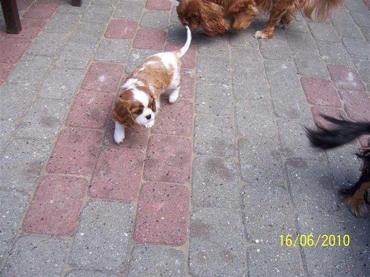 Cavalier king charles spaniel Fine billede 6