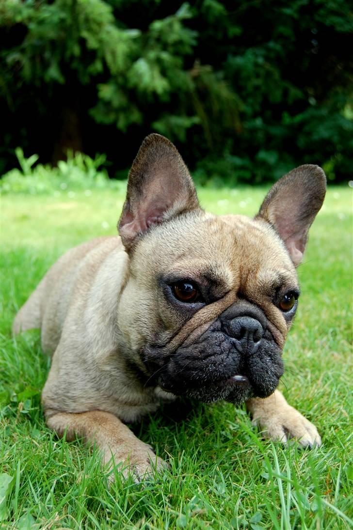 Fransk bulldog Effie billede 9