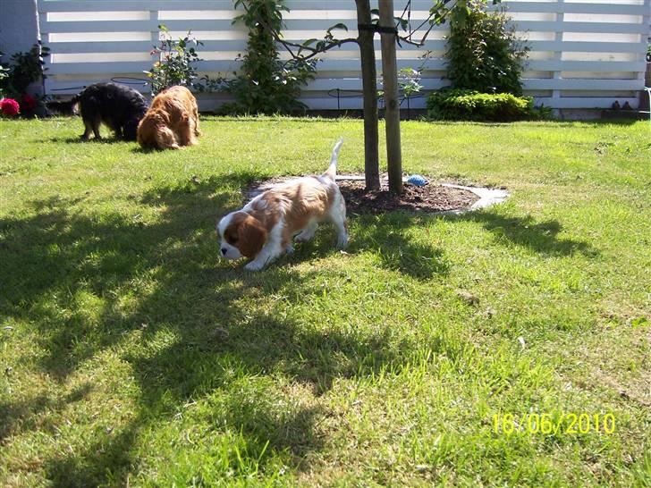 Cavalier king charles spaniel Fine billede 7