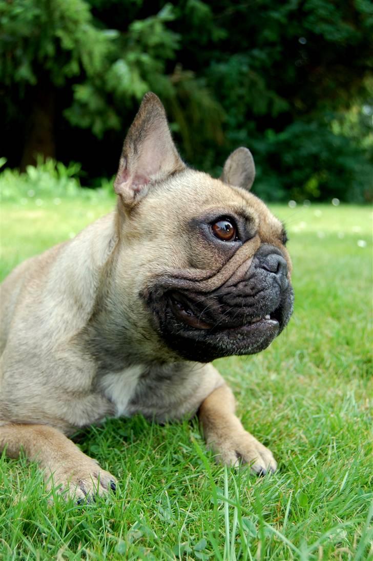 Fransk bulldog Effie - Lidt model er man da :-) billede 10