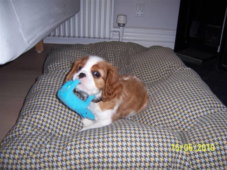 Cavalier king charles spaniel Fine billede 8