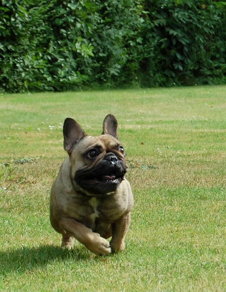 Fransk bulldog Effie - Oppe i Oldemors sommerhus, det er fantalastisk :-) billede 11