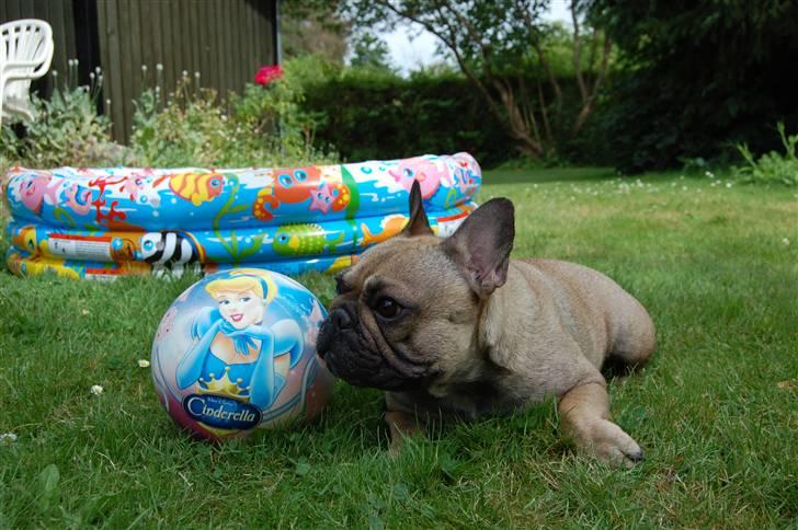 Fransk bulldog Effie - Min prinsesse bold og mit badebassin.. billede 12