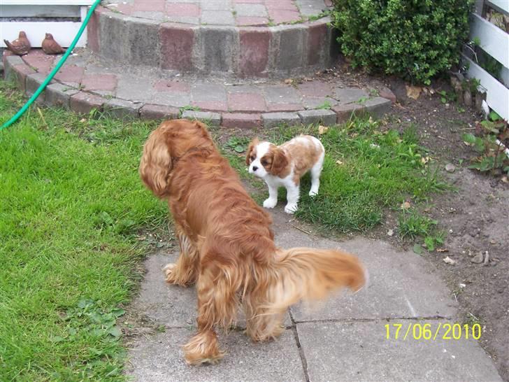 Cavalier king charles spaniel Fine billede 9