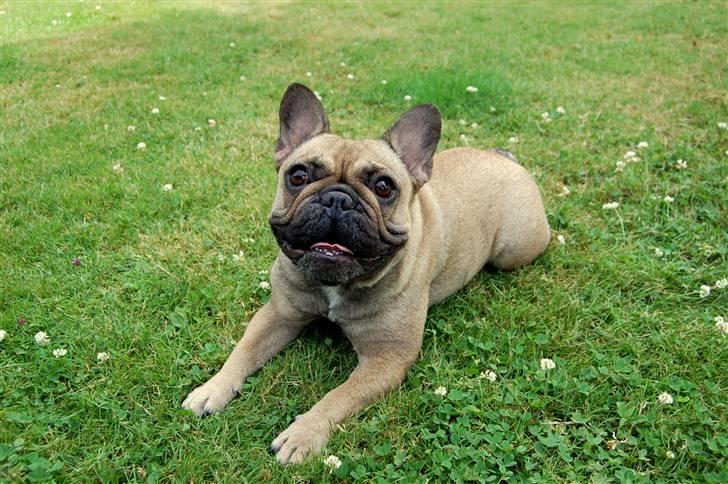 Fransk bulldog Effie billede 13