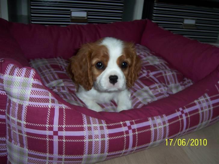 Cavalier king charles spaniel Fine billede 10