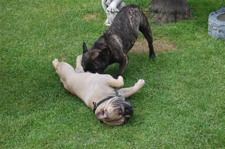 Fransk bulldog Effie - Min kæreste Robert2.. Han eeelskeeer mig :-) billede 14