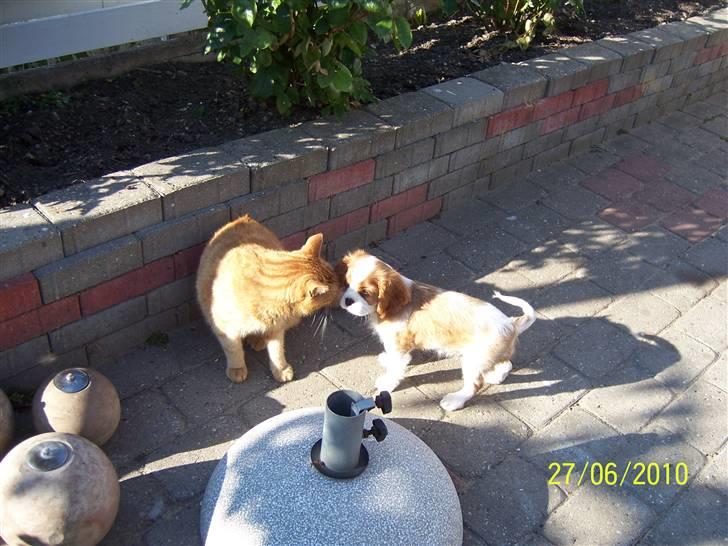 Cavalier king charles spaniel Fine billede 11