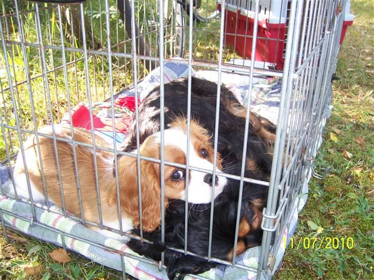 Cavalier king charles spaniel Fine billede 12