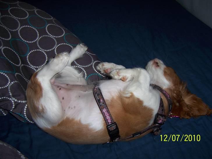 Cavalier king charles spaniel Fine billede 13