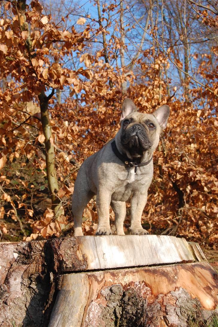 Fransk bulldog Effie billede 16