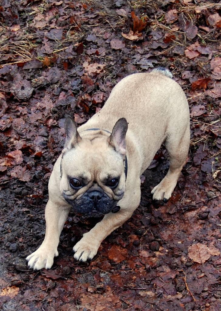 Fransk bulldog Effie - Bullerfliiiip :-)) billede 17