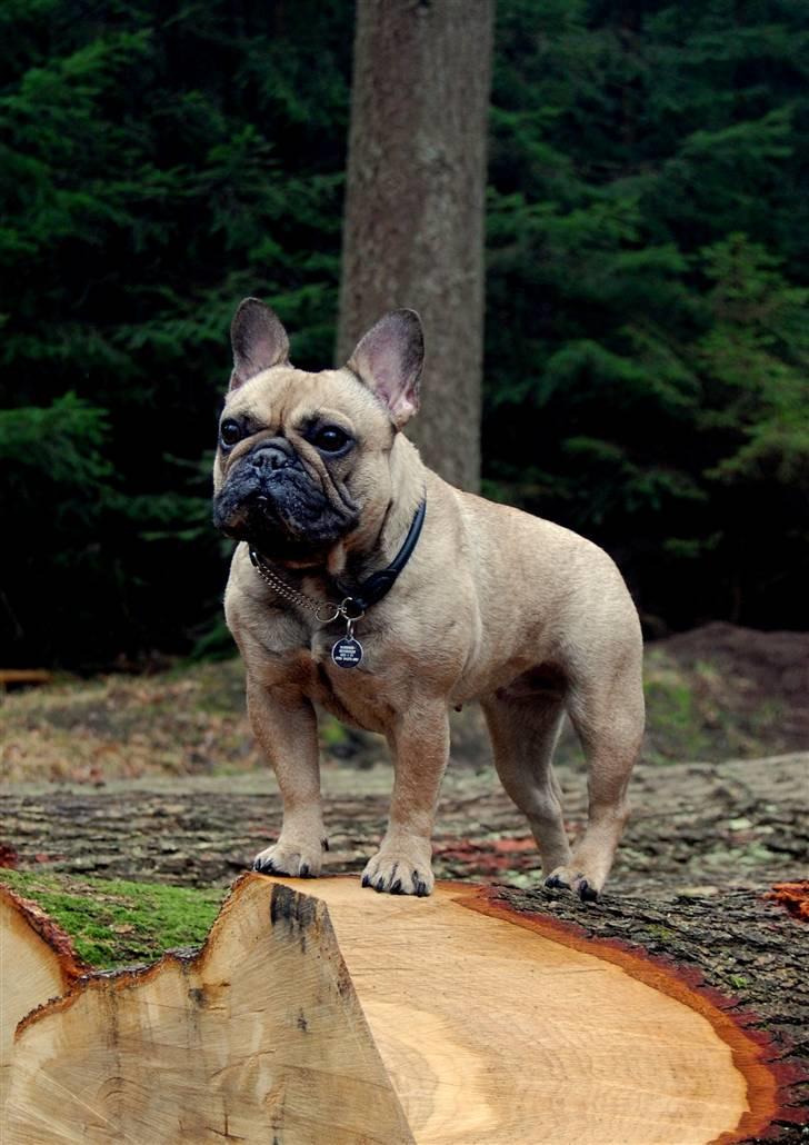 Fransk bulldog Effie billede 18