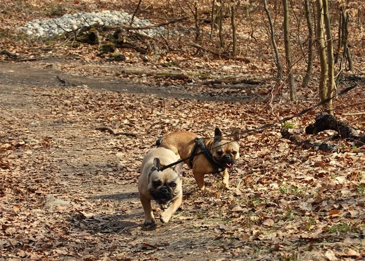 Fransk bulldog Effie - Mig og en af mine bedste venner Bertha :-) billede 19