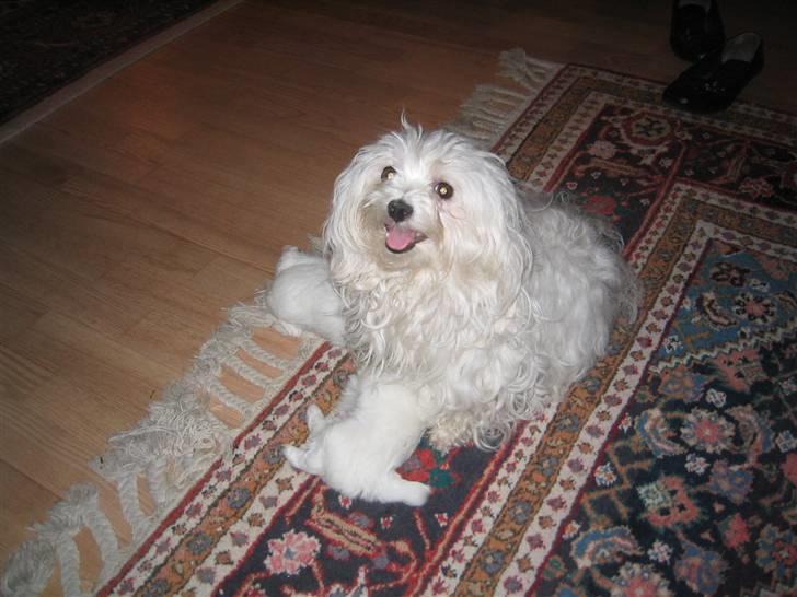 Malteser Sissi (Himmelhund) - Sisse med hvalpe 2010 billede 7