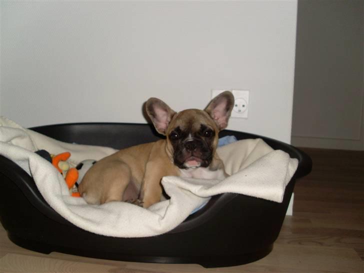 Fransk bulldog Malou billede 1