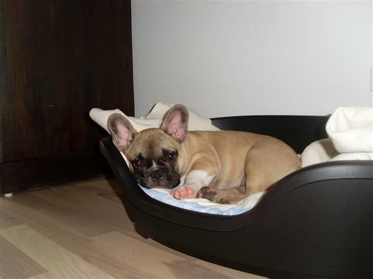 Fransk bulldog Malou billede 2