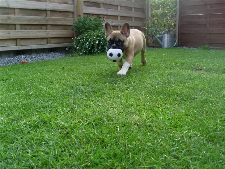 Fransk bulldog Malou billede 3