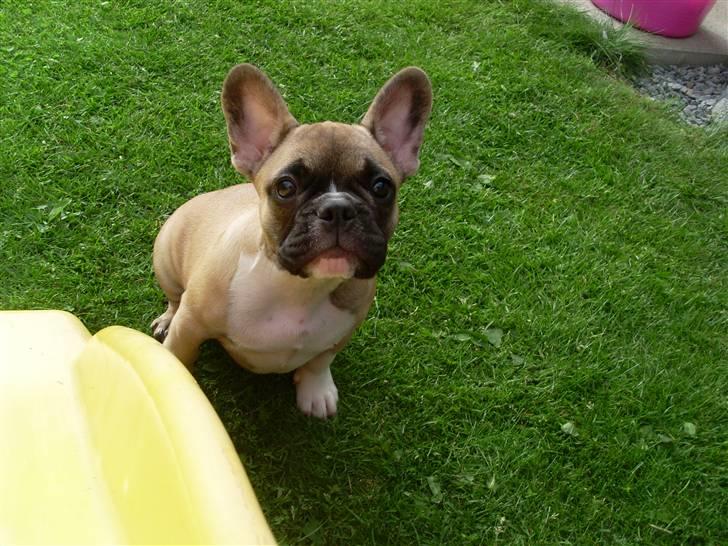 Fransk bulldog Malou billede 4