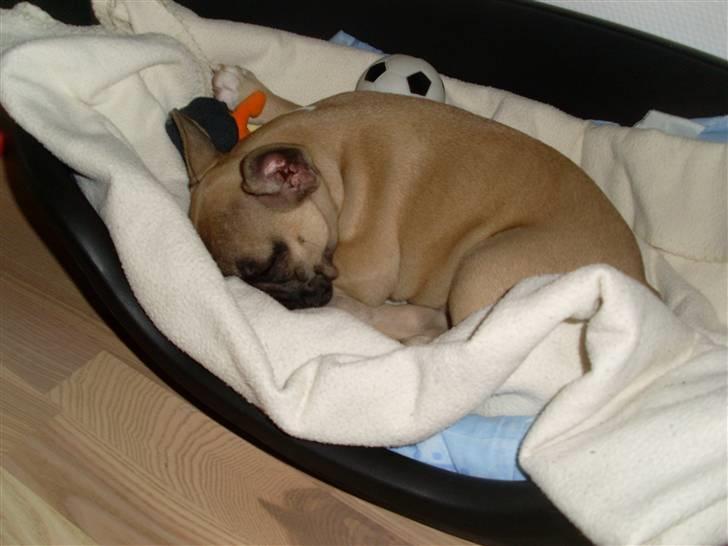 Fransk bulldog Malou billede 5