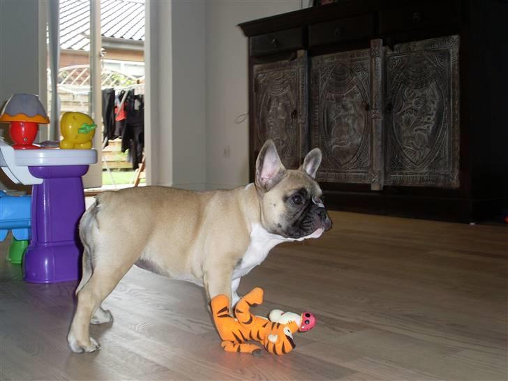 Fransk bulldog Malou billede 6