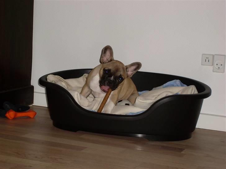 Fransk bulldog Malou billede 7