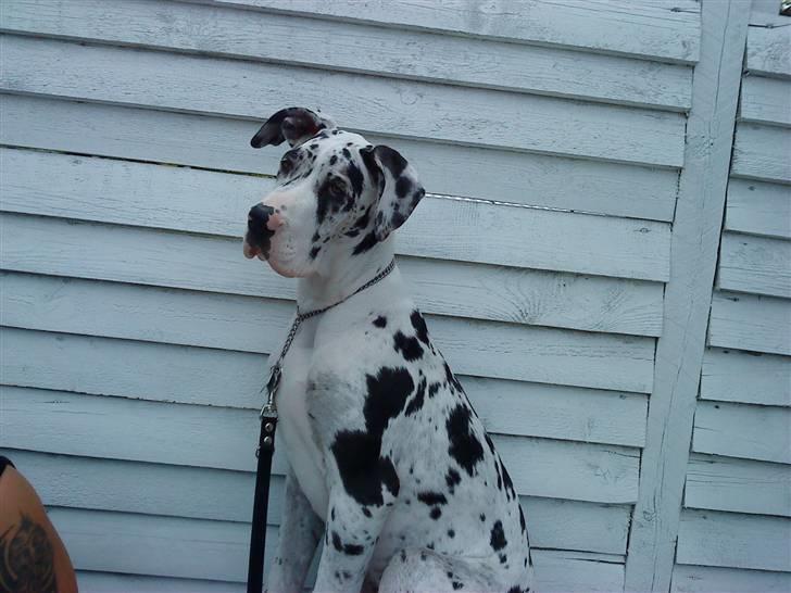 Grand danois Zenta billede 8