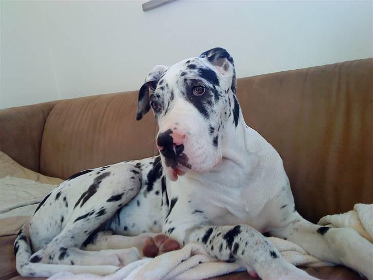 Grand danois Zenta billede 9