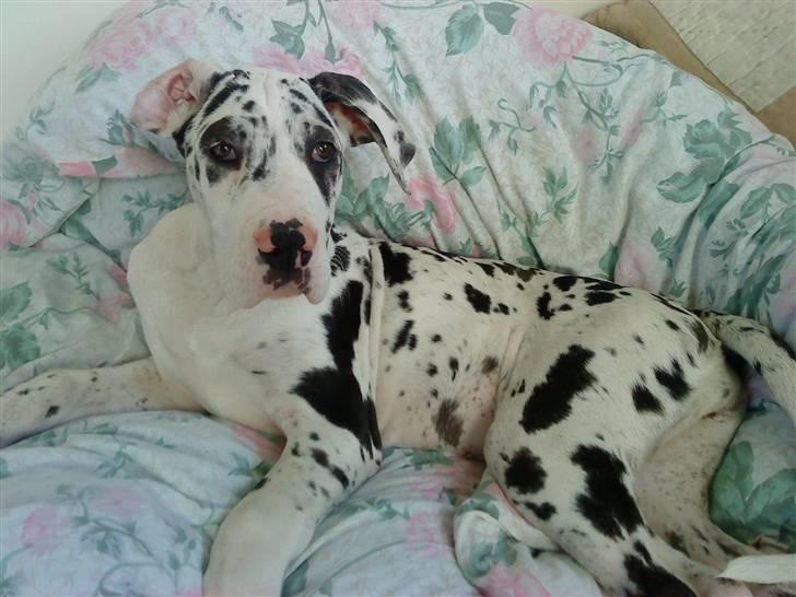 Grand danois Zenta billede 10