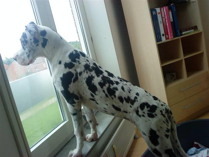 Grand danois Zenta billede 11