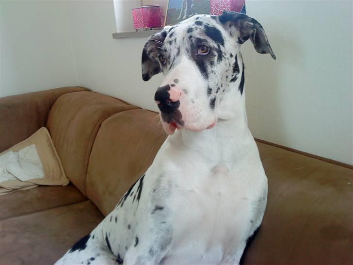 Grand danois Zenta billede 12