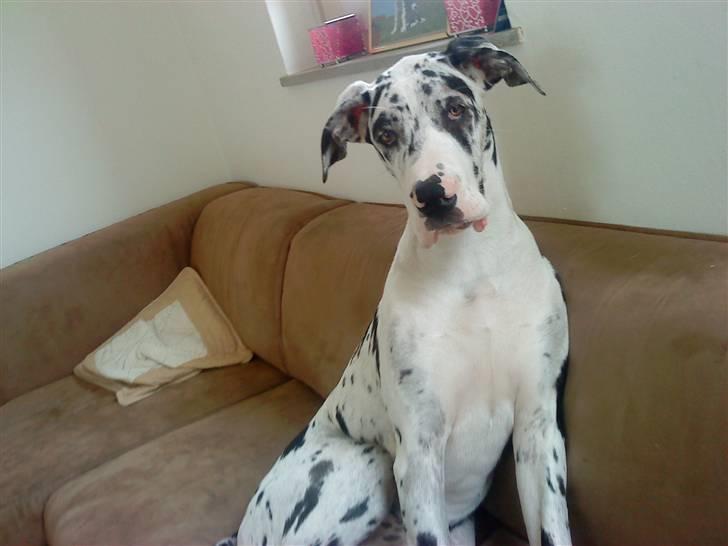 Grand danois Zenta billede 13