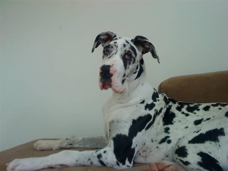 Grand danois Zenta - 5 mdr gammel billede 14