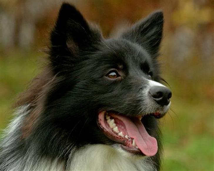 Border collie Tempo - 10 måneder gammel billede 6