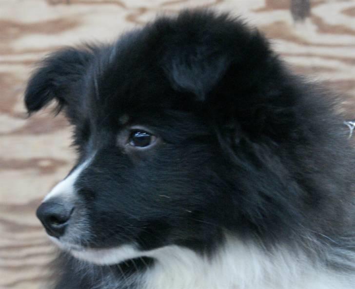 Border collie Tempo - 12 uger billede 11