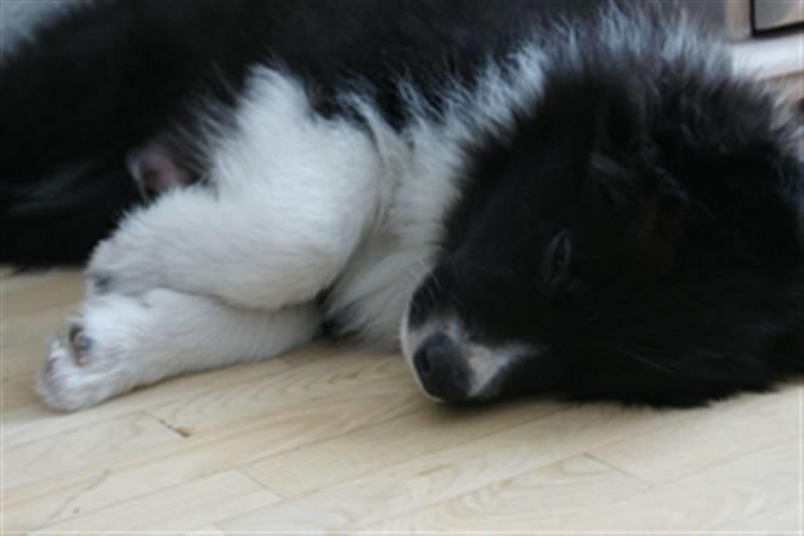 Border collie Tempo - 9 uger gammel og lidt træt billede 14