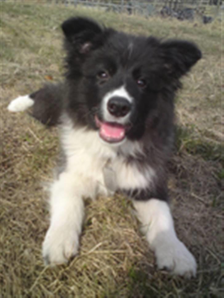 Border collie Tempo - 15 uger gammel billede 10