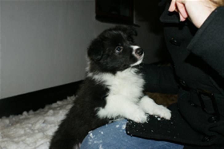 Border collie Tempo - 7 uger gammel billede 17