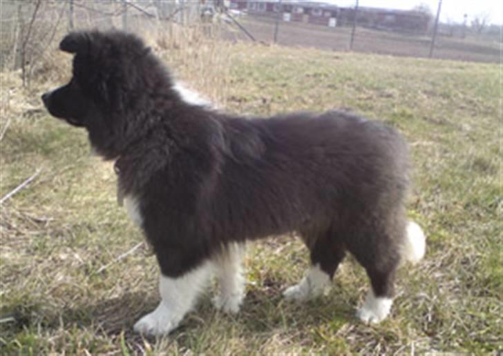 Border collie Tempo - 15 uger gammel billede 9