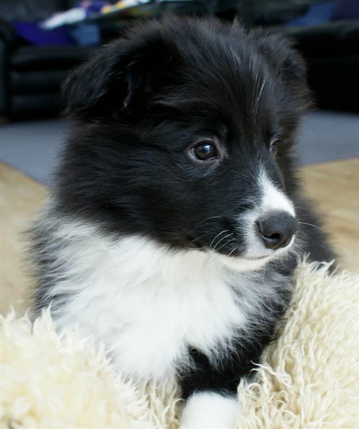 Border collie Tempo - 9 uger gammel billede 15