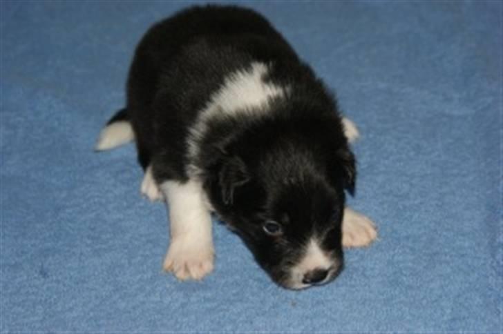 Border collie Tempo - 3 uger gammel billede 19