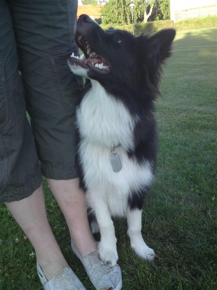 Border collie Tempo - Fri-ved-fod 7 måneder gammel billede 8