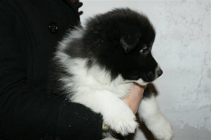 Border collie Tempo - 7 uger gammel billede 18